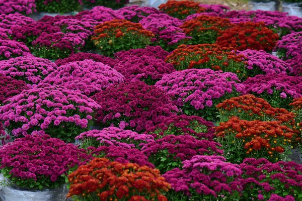 Découvrez les avantages impressionnants de l'ouate écologique